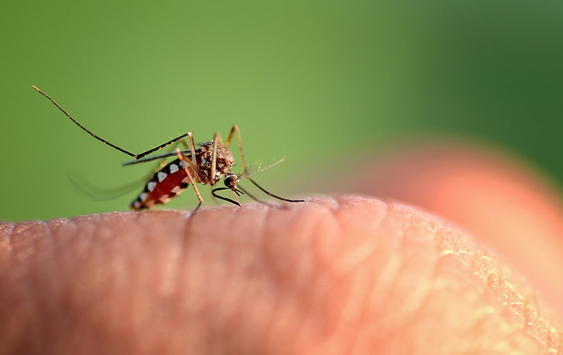 Saiba Quais Medicamentos Não Tomar em Suspeita de Dengue