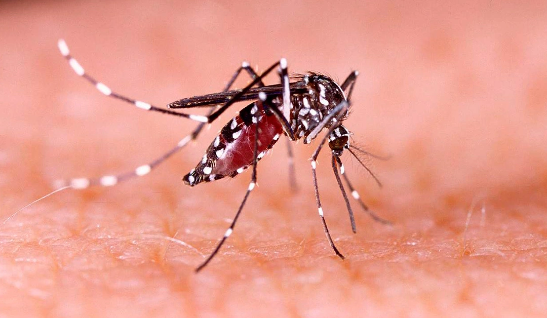 Alerta Nacional: Aumento Alarmante de Casos de Dengue no Brasil – Conheça as Recomendações Médicas e Medidas de Prevenção Urgentes!
